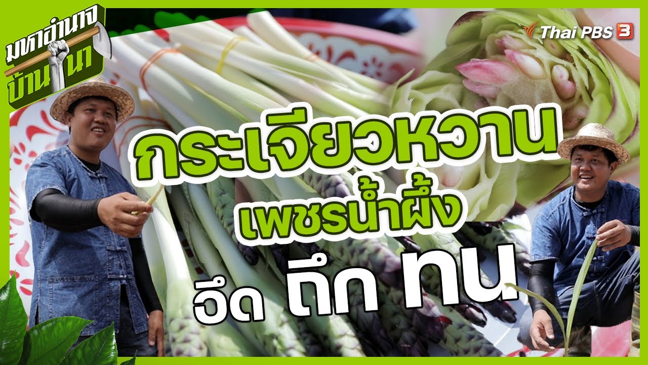 กระเจียวหวานเพชรน้ำผึ้ง อึด ถึก ทน | มหาอำนาจบ้านนา