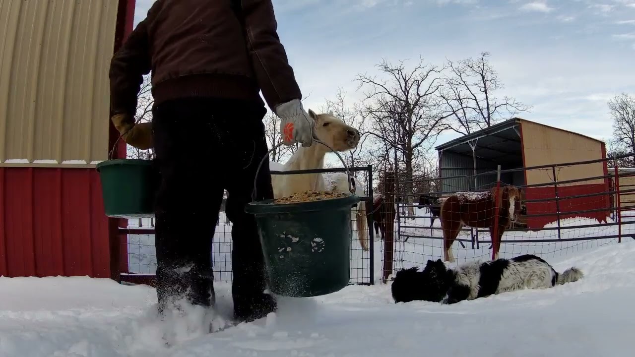 A Snowy Morning Routine with Calypso & her Crew..