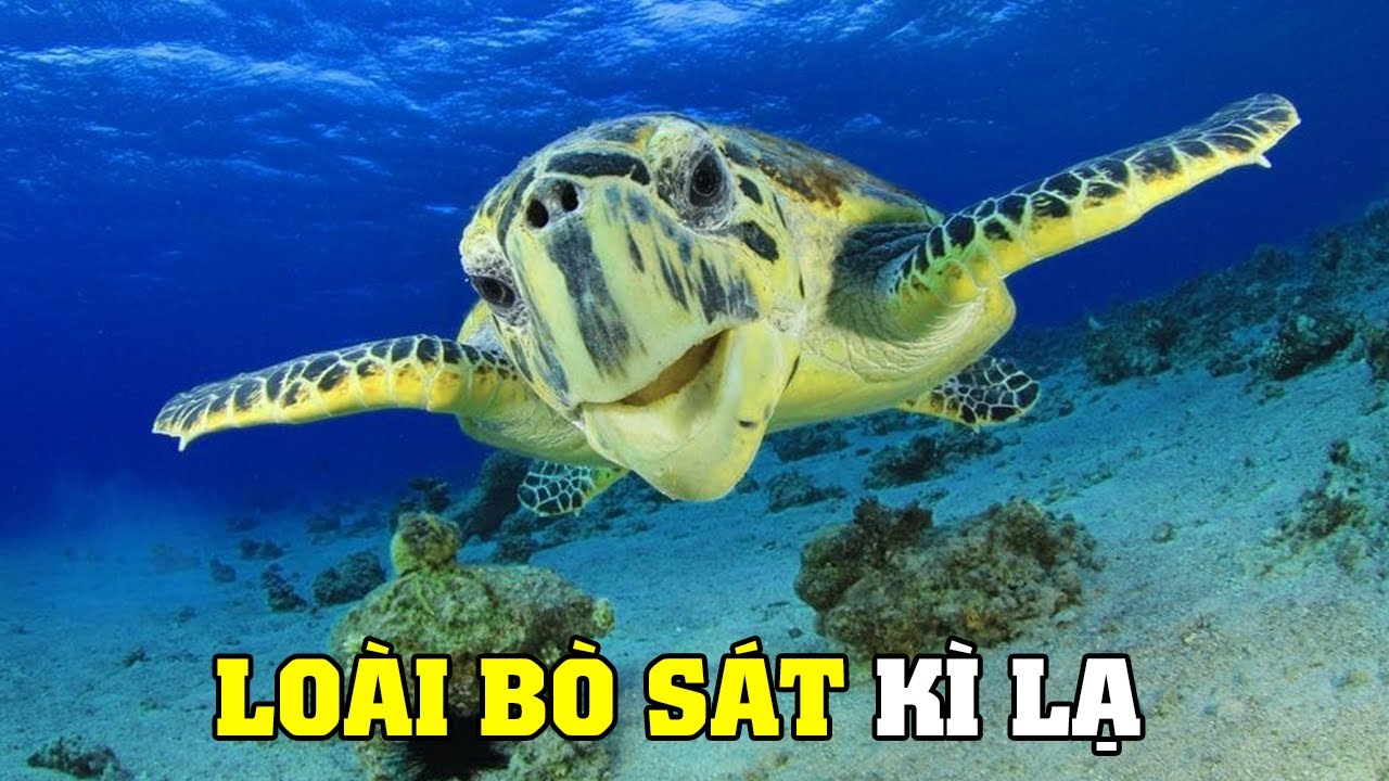 Câu Chuyện Của Loài Rùa | Khám Phá Thế Giới Động Vật Hoang Dã