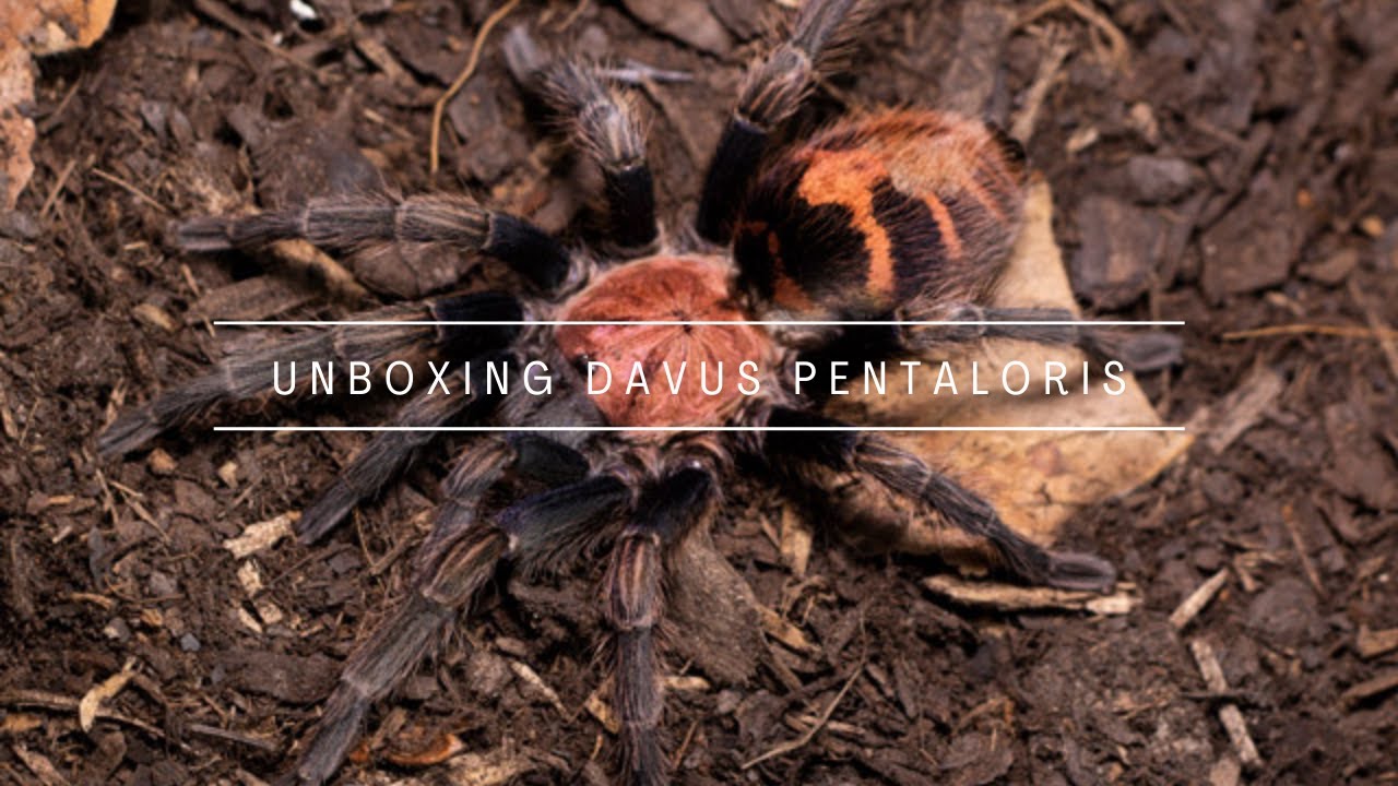 Unboxing Davus Pentaloris