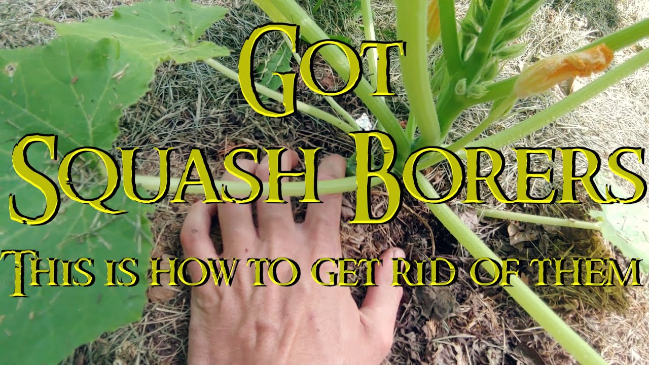 Got Squash Borers, This is how to get rid of them