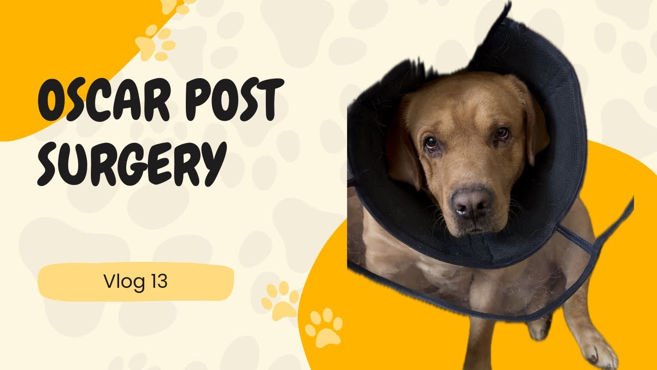 Changes in Oscar post neuter surgery | Vlog 13