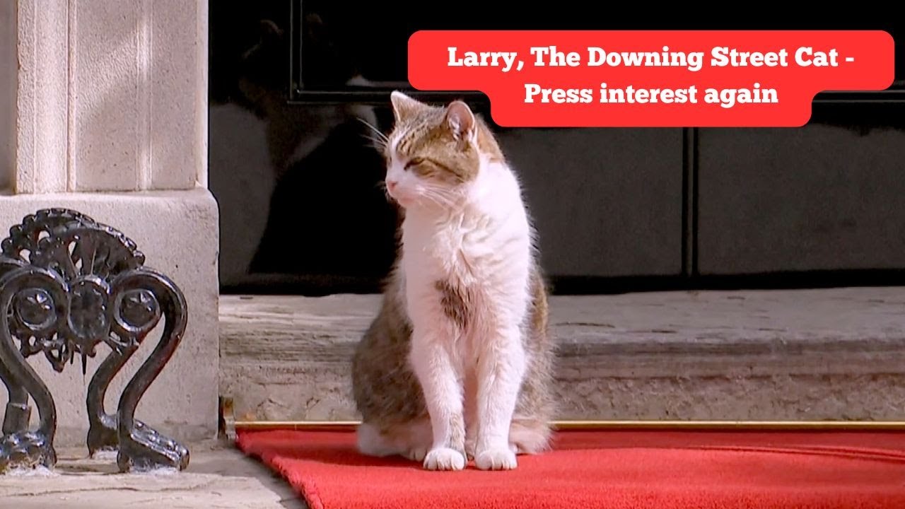 Larry, The Downing Street Cat -  Press Interest again