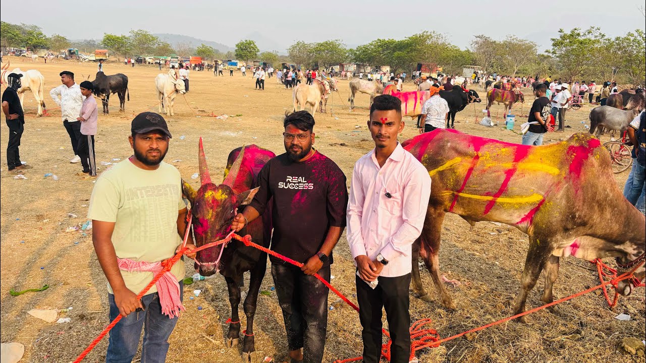 सर्जा आणि साई  गुलाल चा मानकरी 