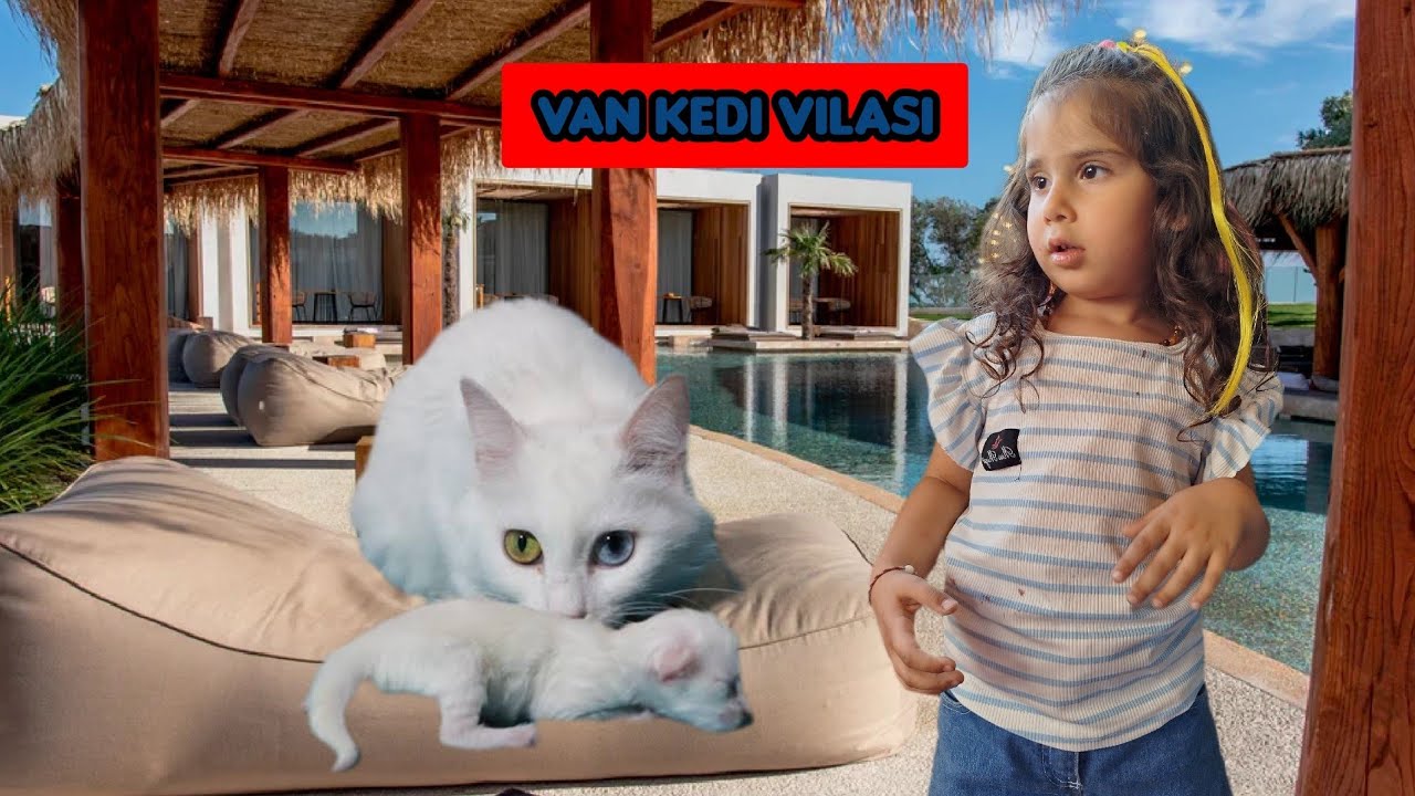 VAN KEDİ VİLASINDA NE OLDU🐱gezi vlog😄kedi videoları#cat#keşfet#viralvideo@linacetinkayaofficial@elifsinemtv 