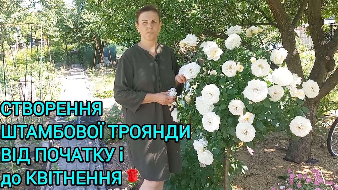 Створення ШТАМБОВОЇ ТРОЯНДИ зі звичайної🌹Від А до Я#вирощуванняштамбовоїтроянди#штамбоватроянда#сад