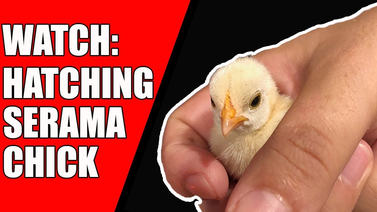 HATCHING Egg:  Watch Malaysian Serama Baby Chick Hatching Process