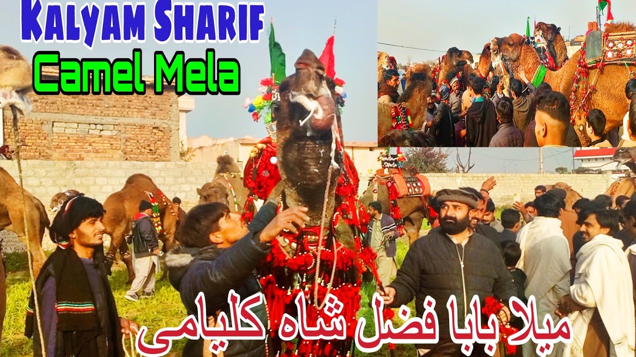 Kalyam Sharif Camel Mela | Biggest Camel Mandi in Pakistan 😱
