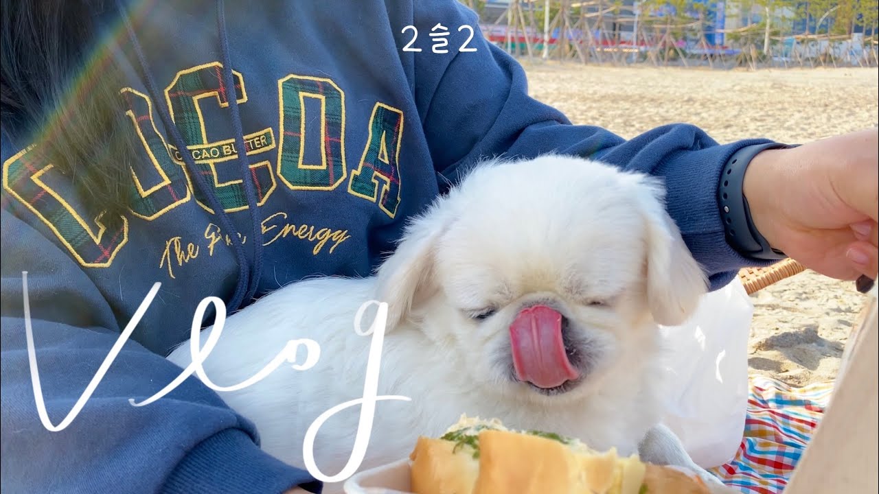 울산 강아지 산책하기 좋은 곳 🐶 함께 걸어요 (장소는 더보기란에 있습니다)