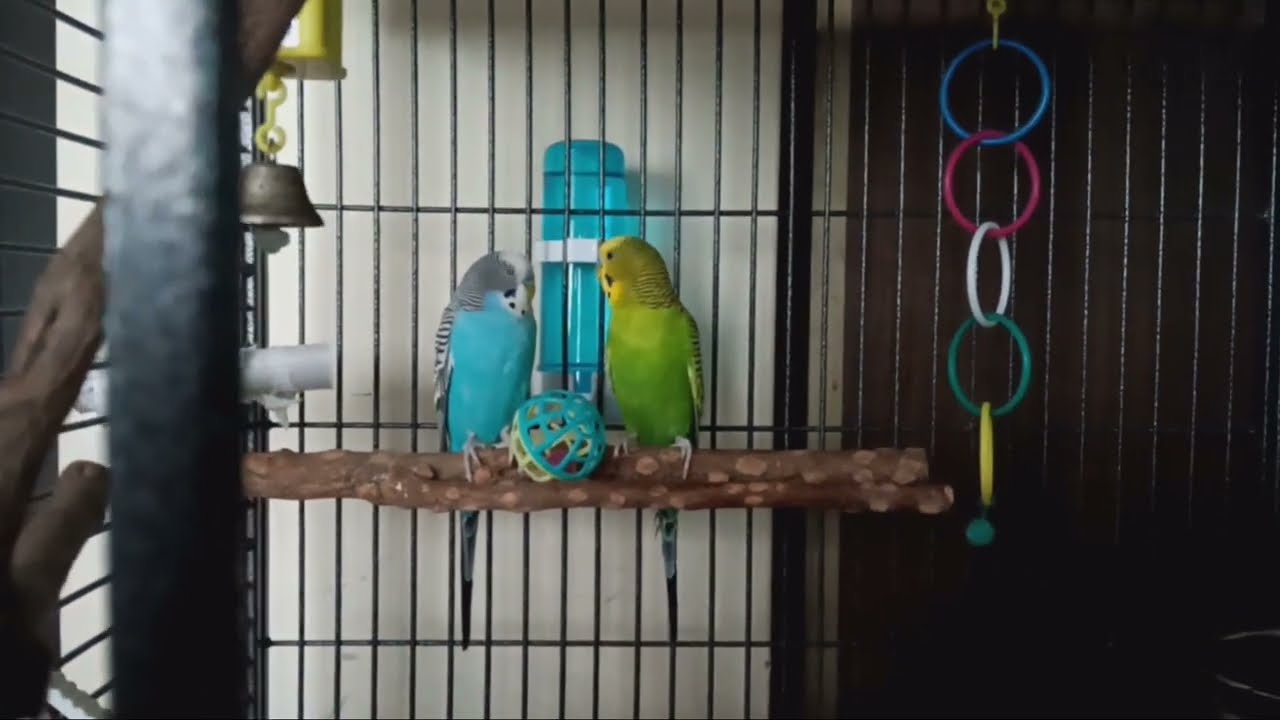Birb-ball