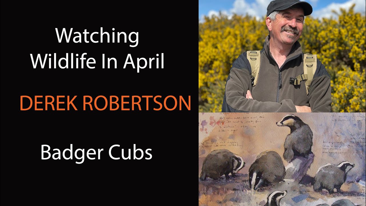 Watching Badger Cubs In April / Surprise Appearance Of Pine Marten