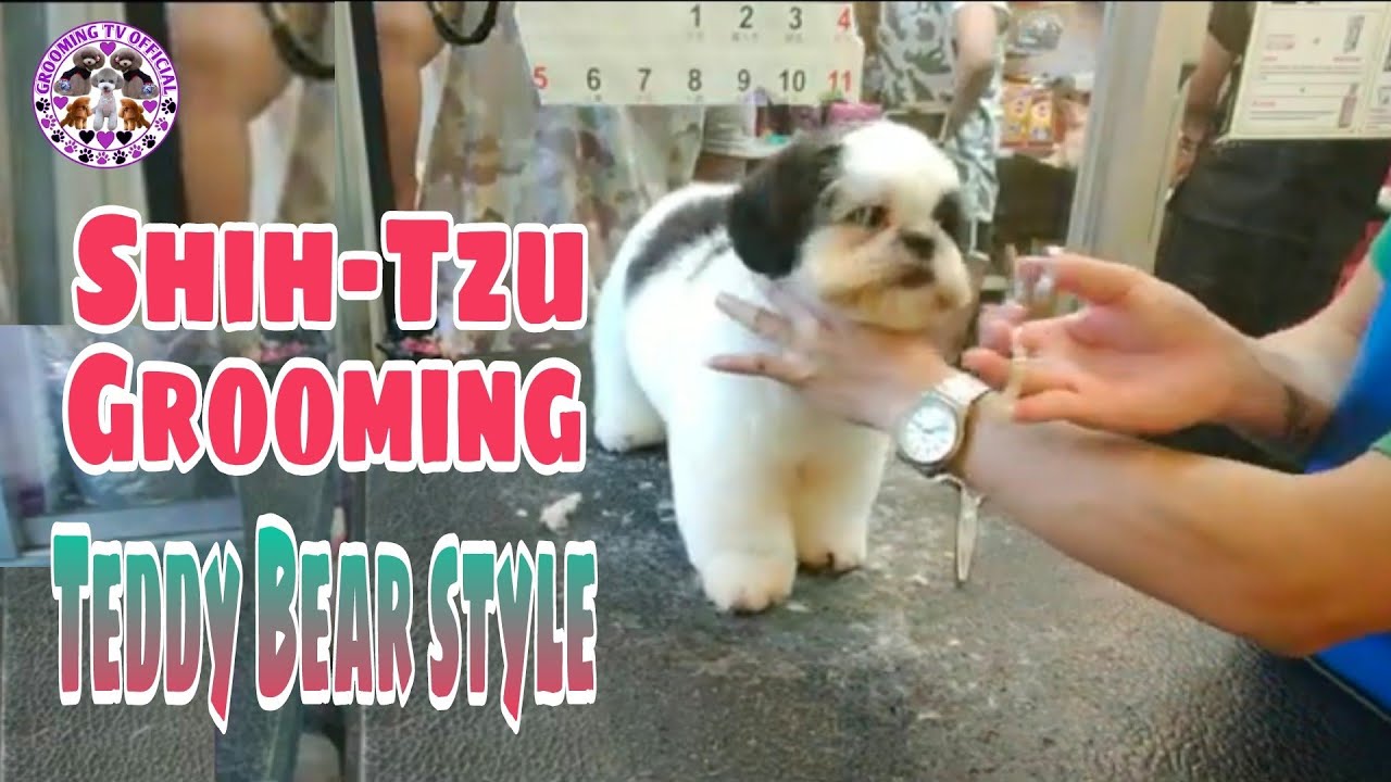 Bear cut Shih-Tzu |grooming tv official