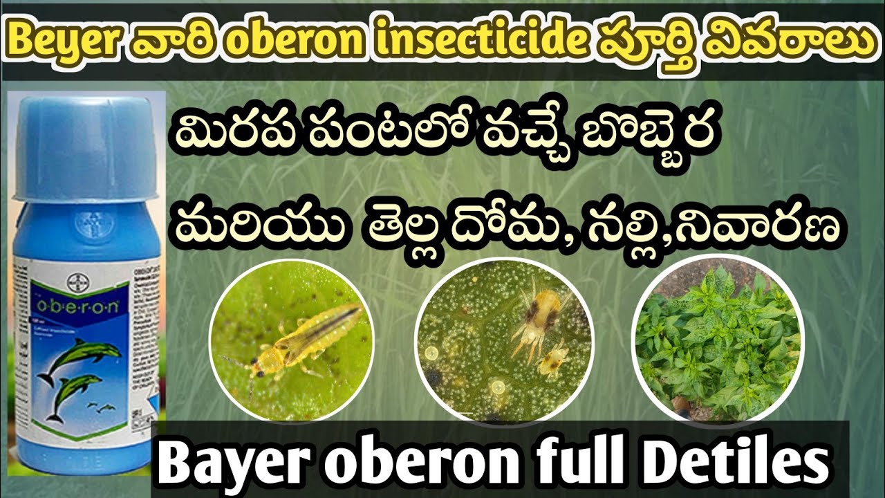 Bayer oberon full Details in Telugu || #spiromesifen240sc|| Oberon insecticide use in Telugu ||