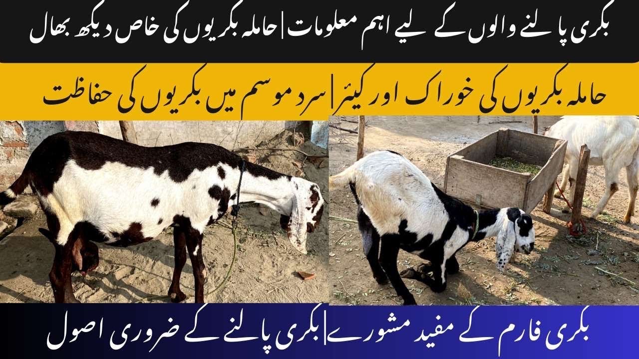 بکریوں کو سردی سے بچائے | سردیوں میں بکریوں کو کونسی خوراک دیں 