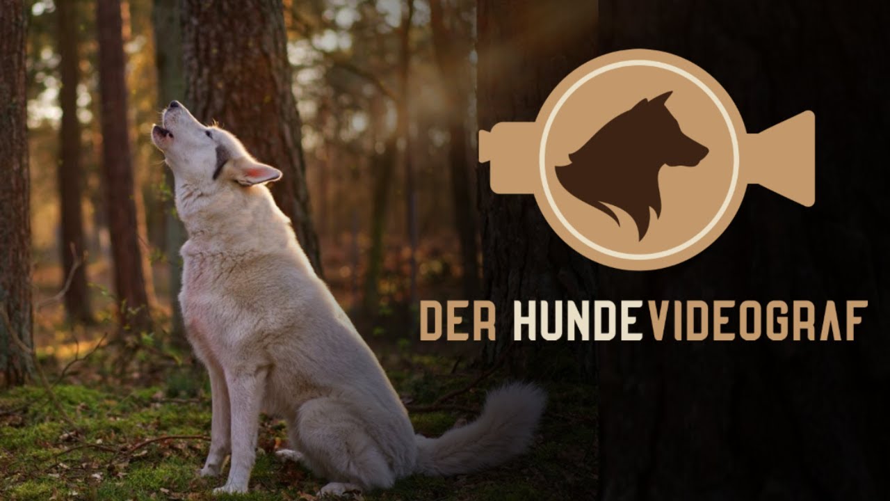 Hundefilm | Der Hundevideograf | Hunde | Videografie