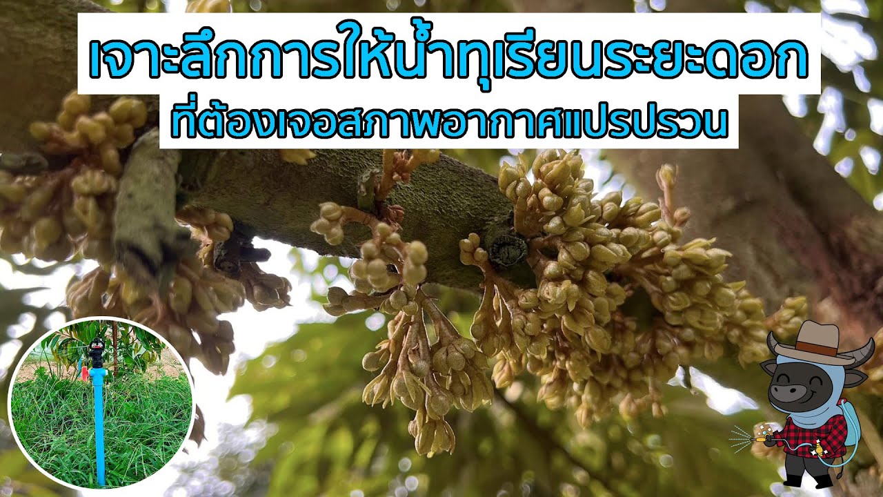 เจาะลึกการให้น้ำทุเรียนระยะดอกที่ต้องเจอสภาพอากาศแปรปรวน