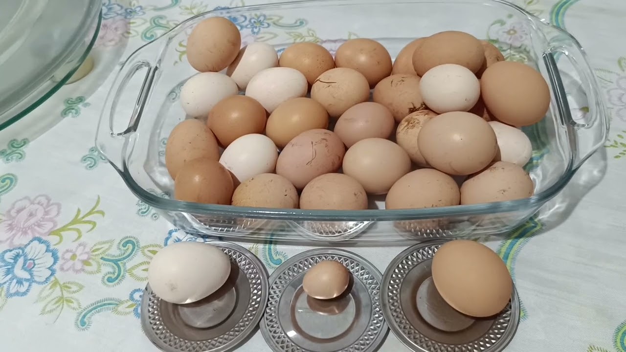Olha o tamanho do ovo, que uma das minhas galinhas botou pessoal, vejam no vídeo.