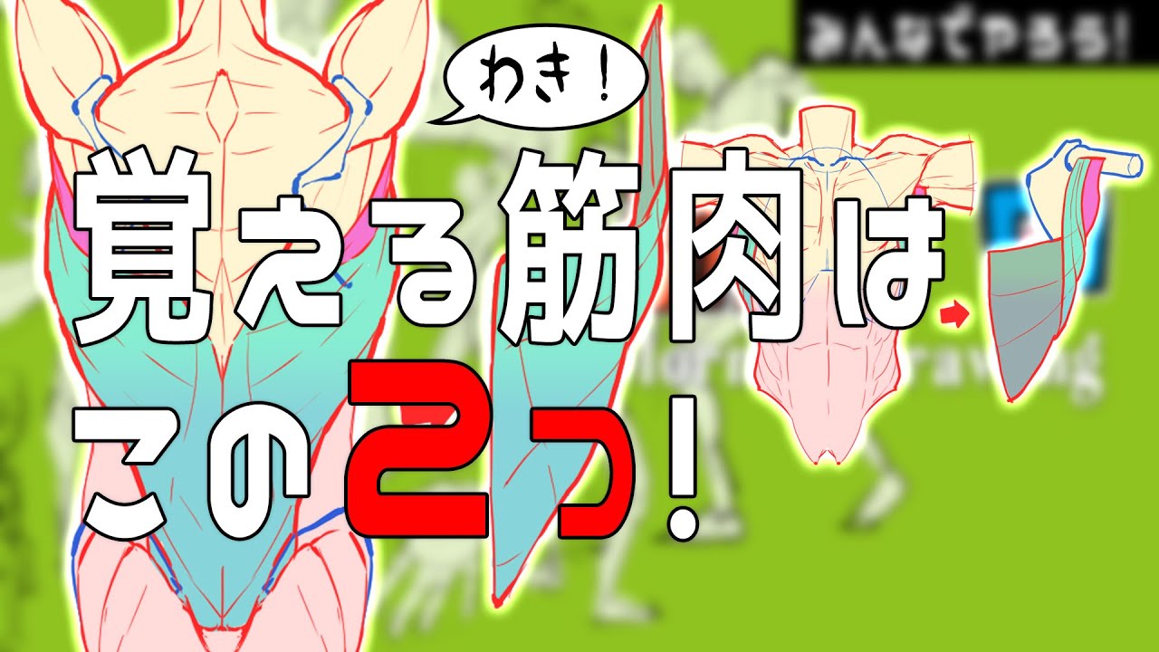 これであなたも腋マスター！〇〇筋と〇〇筋を覚えよう　朝ドロ#87　手足ドローイング 【初心者歓迎】Memorize the vastus lateralis and oblique muscles.