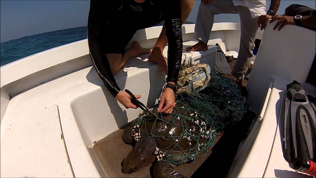 Turtle Rescue Jails - 09/02/2014