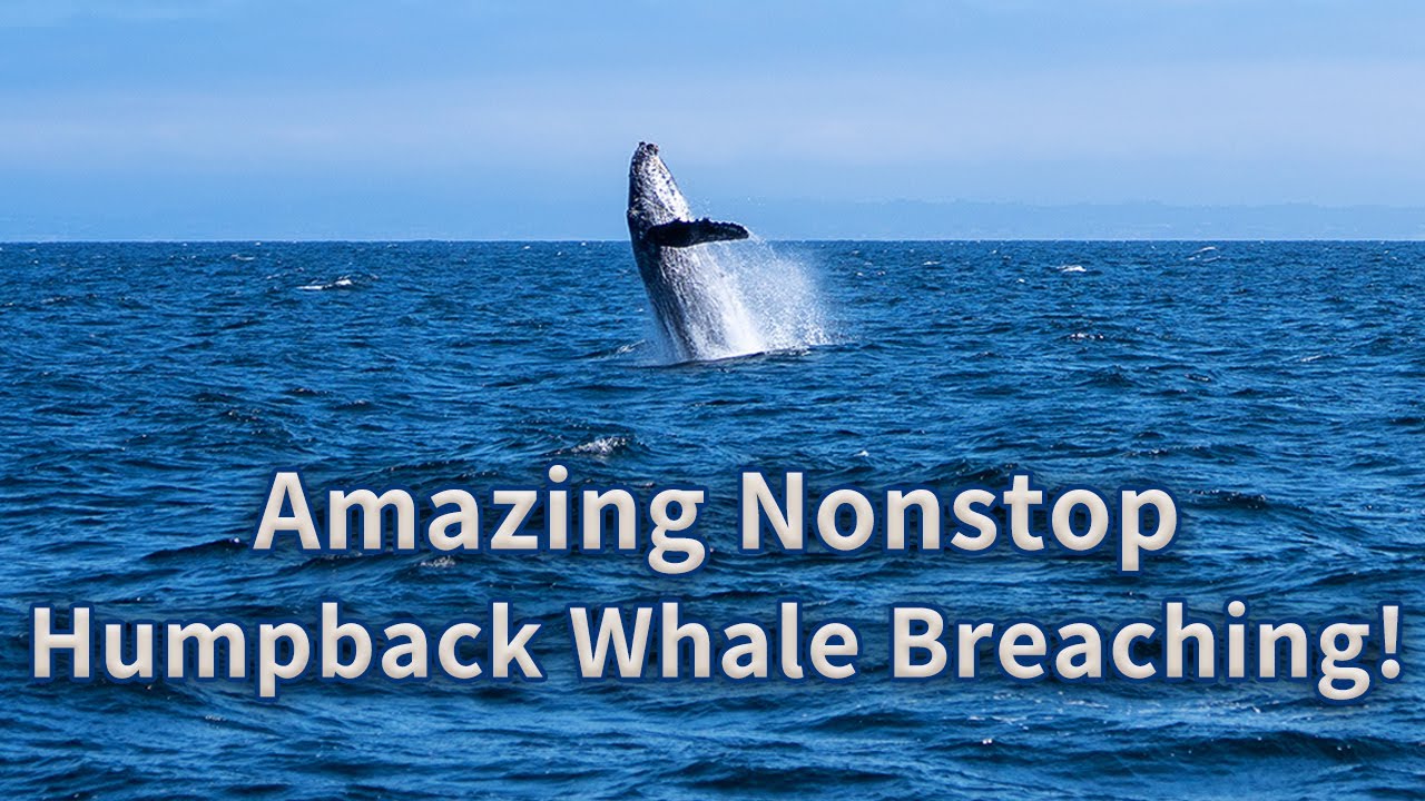 Experience Incredible Humpback Whale Watching: Monterey Bay, California!