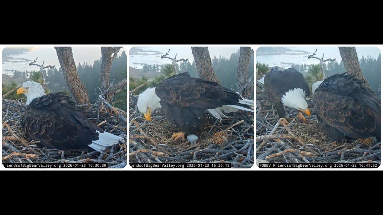 Jackie lays her first egg and shows it to Shadow for the first time  congratulations 🥳💕🥚💕 @FOBBVCAM
