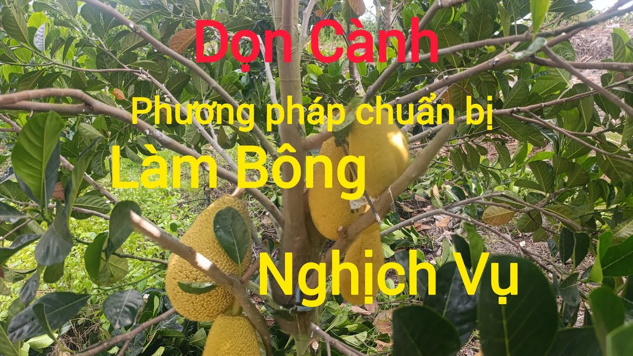 Dọn vườn, những điều cần thiết để chuẩn bị cho quá trình làm bông cho vườn cây Tơ 