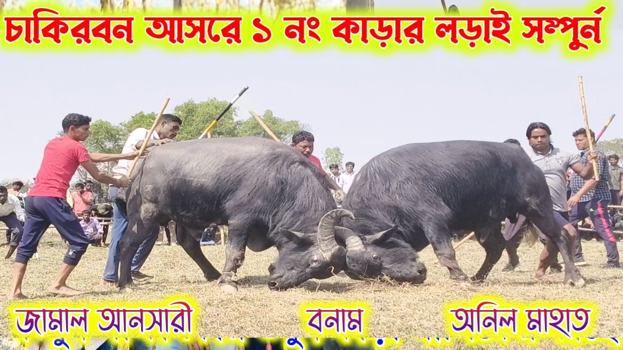 চাকিরবন আসরের ১ নং কাড়ার লড়াই সম্পুর্ন। জামাল আনসারী বনাম অনিল মাহাত 