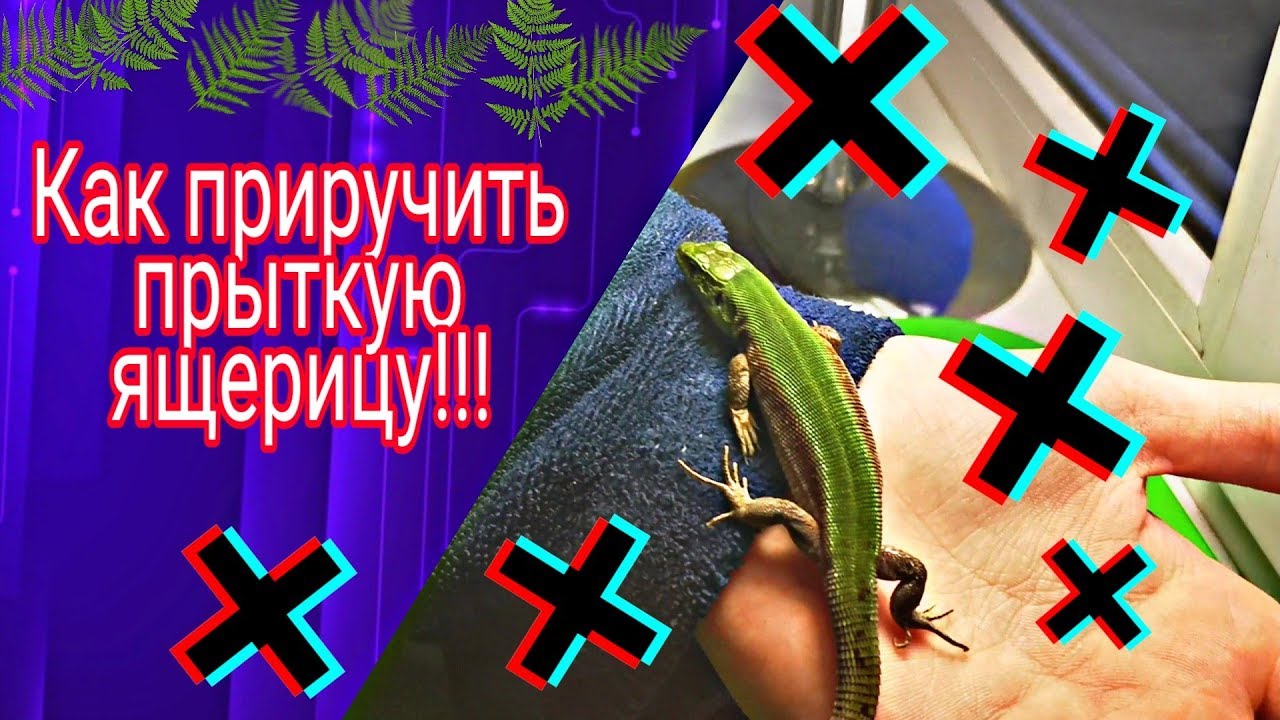 КАК ПРИРУЧИТЬ ПРЫТКУЮ ЯЩЕРИЦУ! ПРИРУЧЕНИЕ ПРЫТКОЙ! EXO TOP