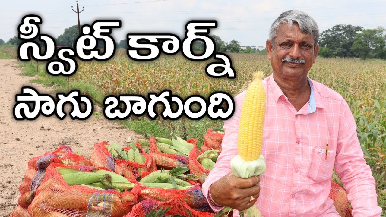 తొలిసారి స్వీట్ కార్న్ పండించాను | Sweet Corn Cultivation