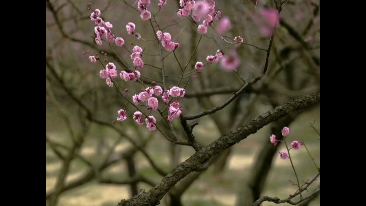 夢會神都(cover) 