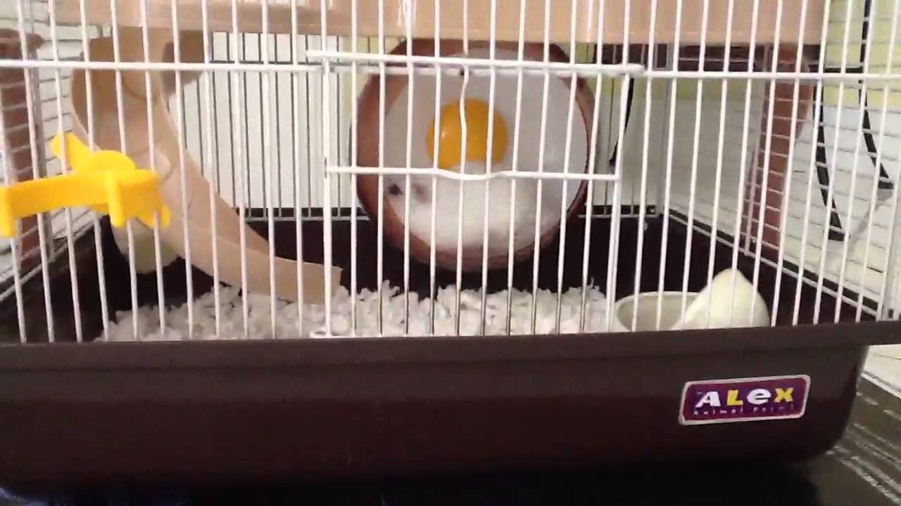Tim the Fat Hamster - Losing Weight