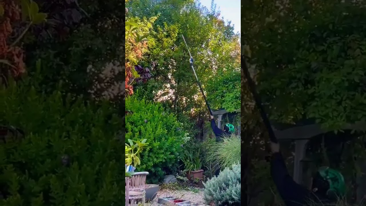 #supportlocalbusiness #treeservices #brushhoghmb #bayarea #coastside #halfmoonbay