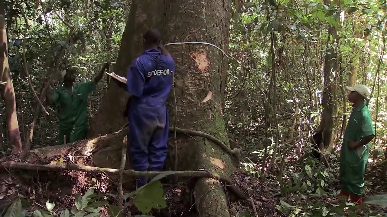 Exploitation foresti&egrave;re au bassin du Congo