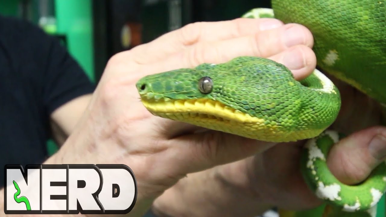 AMAZON BASIN EMERALD TREE BOA - FIRST SNAKE? - VLOG 16