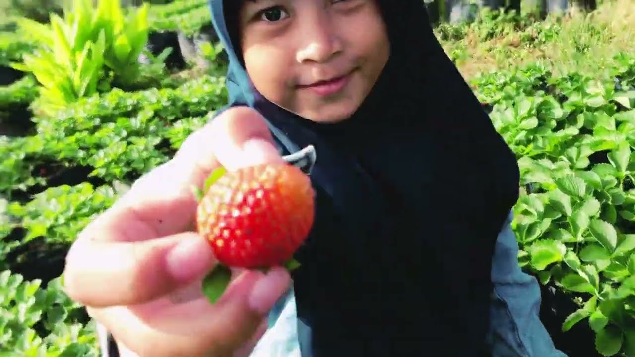 Petik buah strawbery di pacet mojokerto