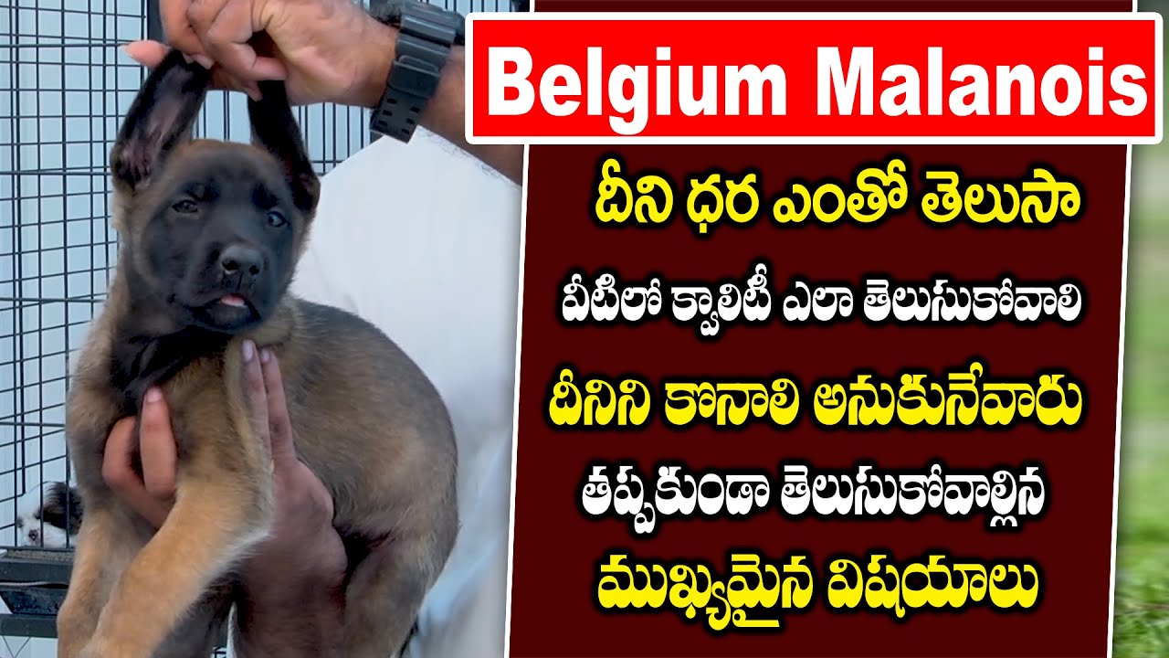 Belgium Malanois Complete Information Include Price and Maintenance | Danny Kennels | Playeven