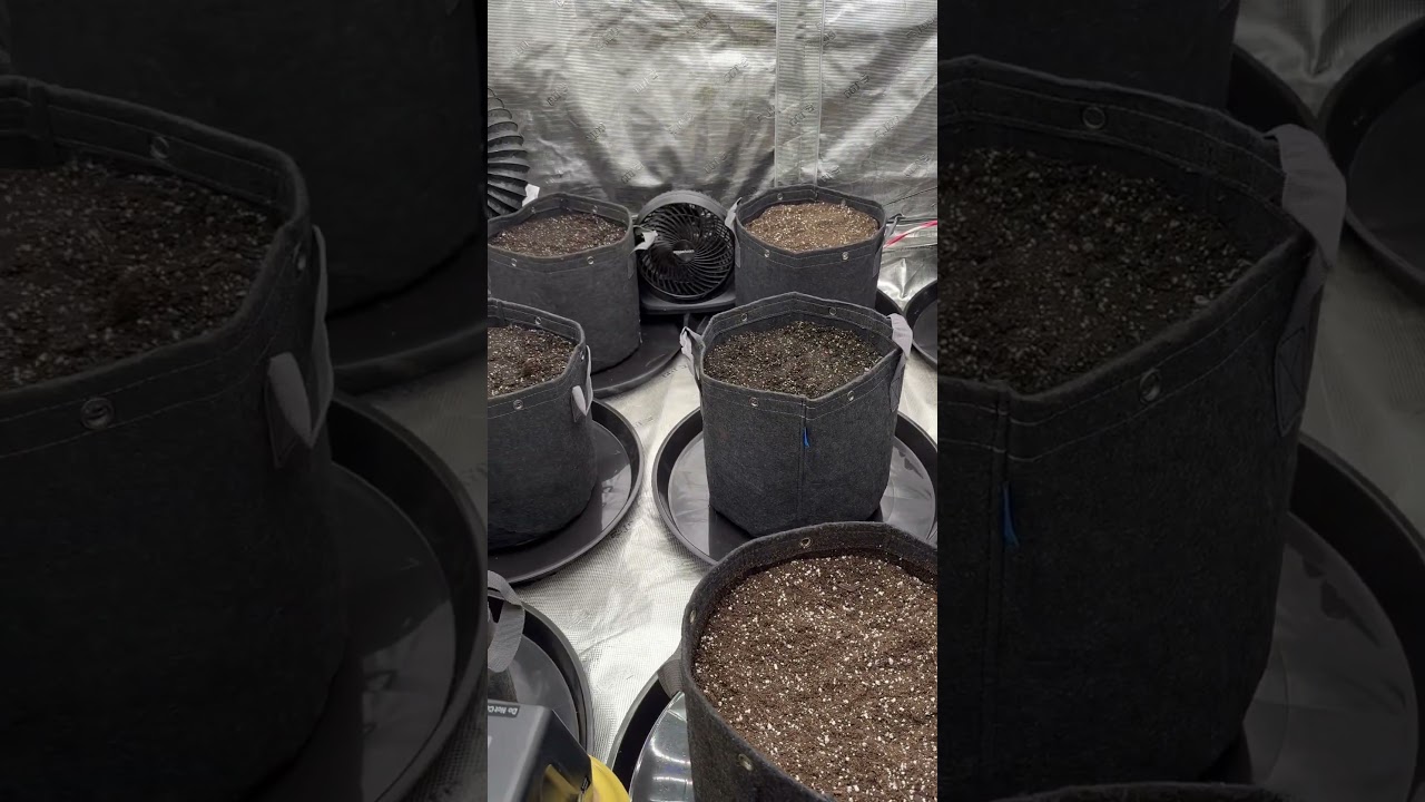 First run with Coast of Maine Stonington Blend 100% organic soil! #420 #weed #cannabiseducation