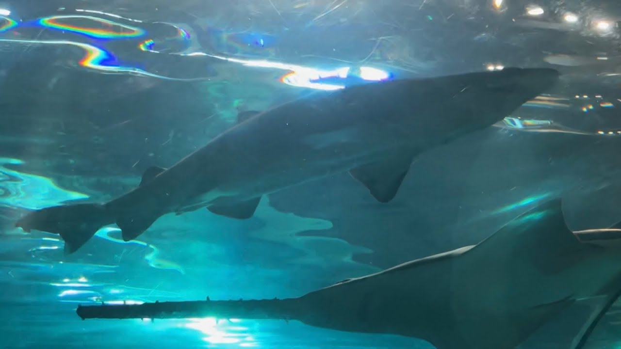 Shark Lagoon, Sand Tiger Sharks, Largetooth Sawfish, Sandbar Sharks