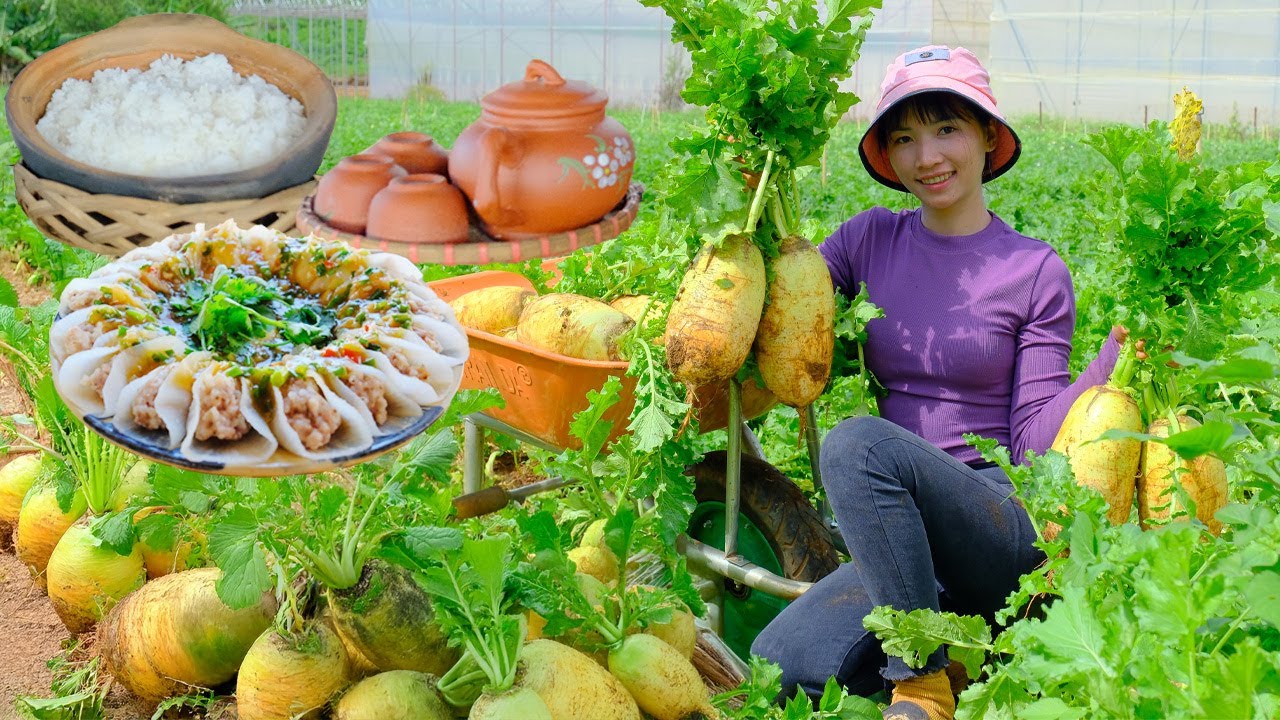 Harvest Giant Korean Radish To Sell At The Market, Cook Radish Wrapped With Meat For Dinner, Garden.