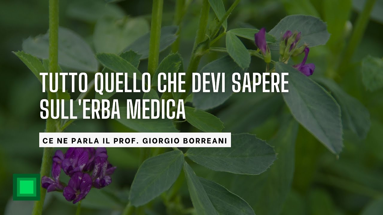 Tutto quello che devi sapere sull'erba medica. Ce ne parla il Prof. Giorgio Borreani