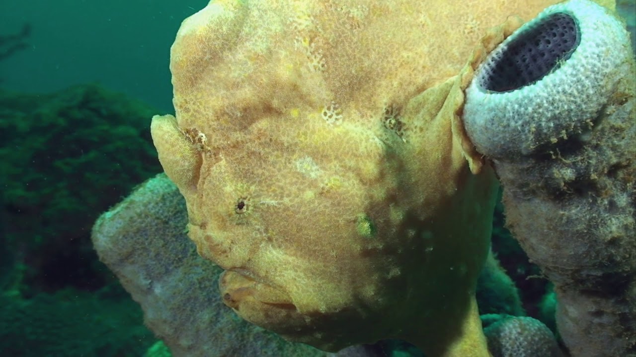 Frogfish City