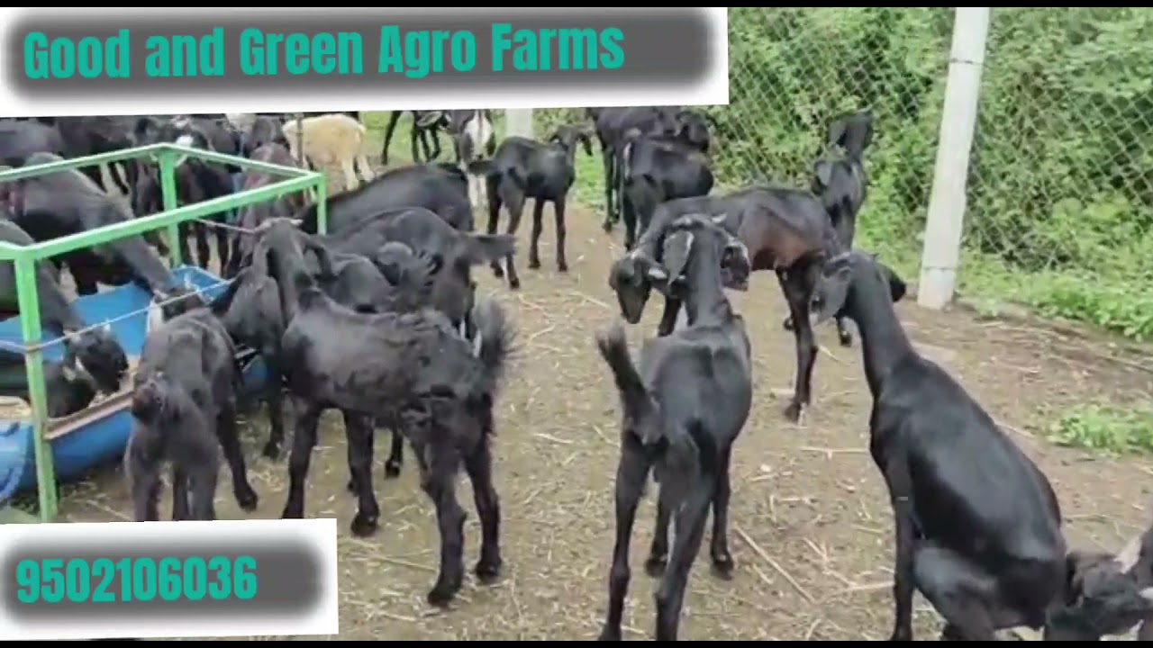 Buy Organic Goat Online, Meat Online