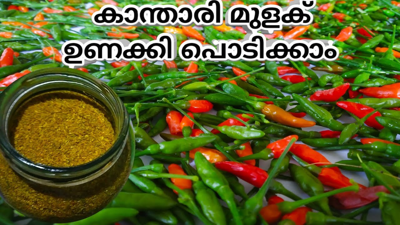 കാന്താരി ഉണക്കി സൂക്ഷിക്കാം|Kanthari chilli powder|Bird's eye chilli powder|Ride to my yard Praveena
