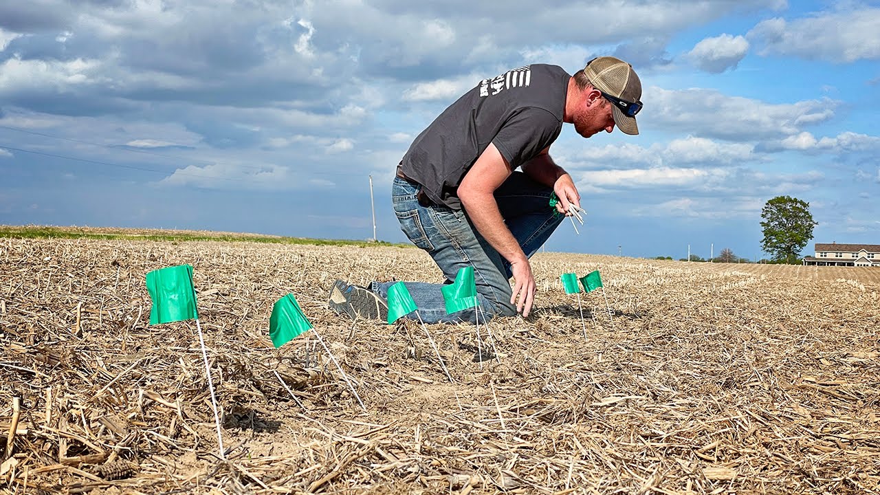 Flagging Corn Emergence