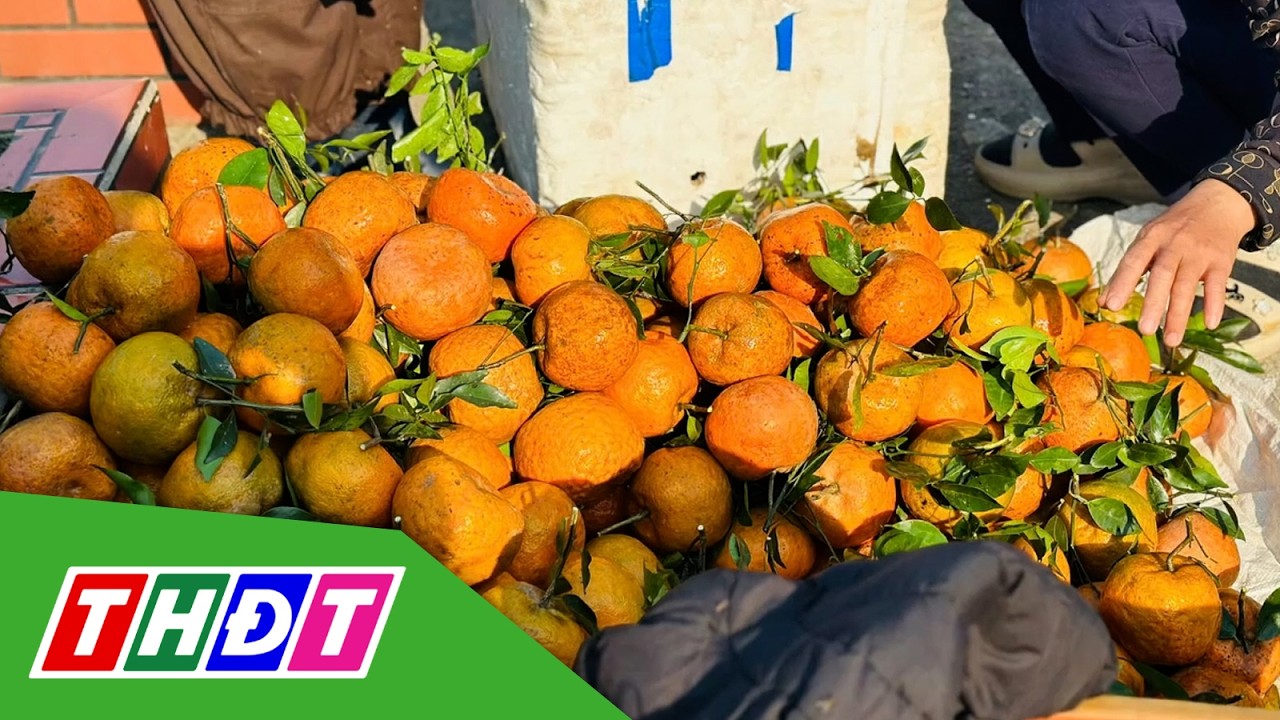Nhộn nhịp thu hoạch cam bù Hà Tĩnh | THDT
