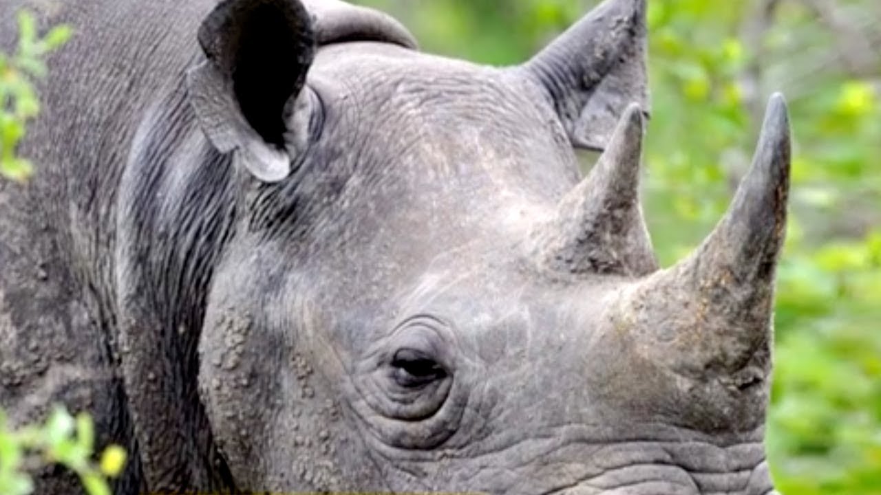 Chinese government concerned about 'gray rhino'