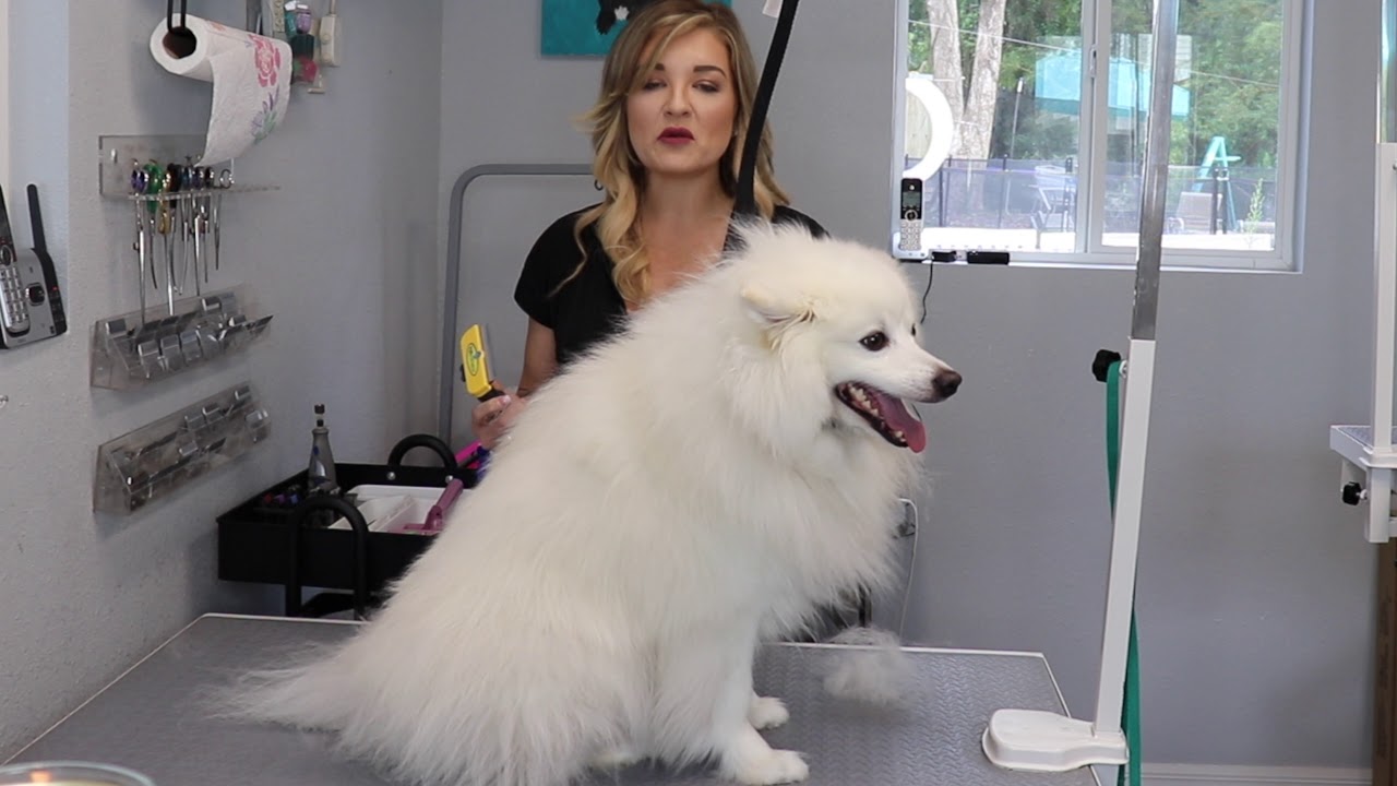 Double coat breeds- On The Grooming Table, Jenn’s Pup N Suds