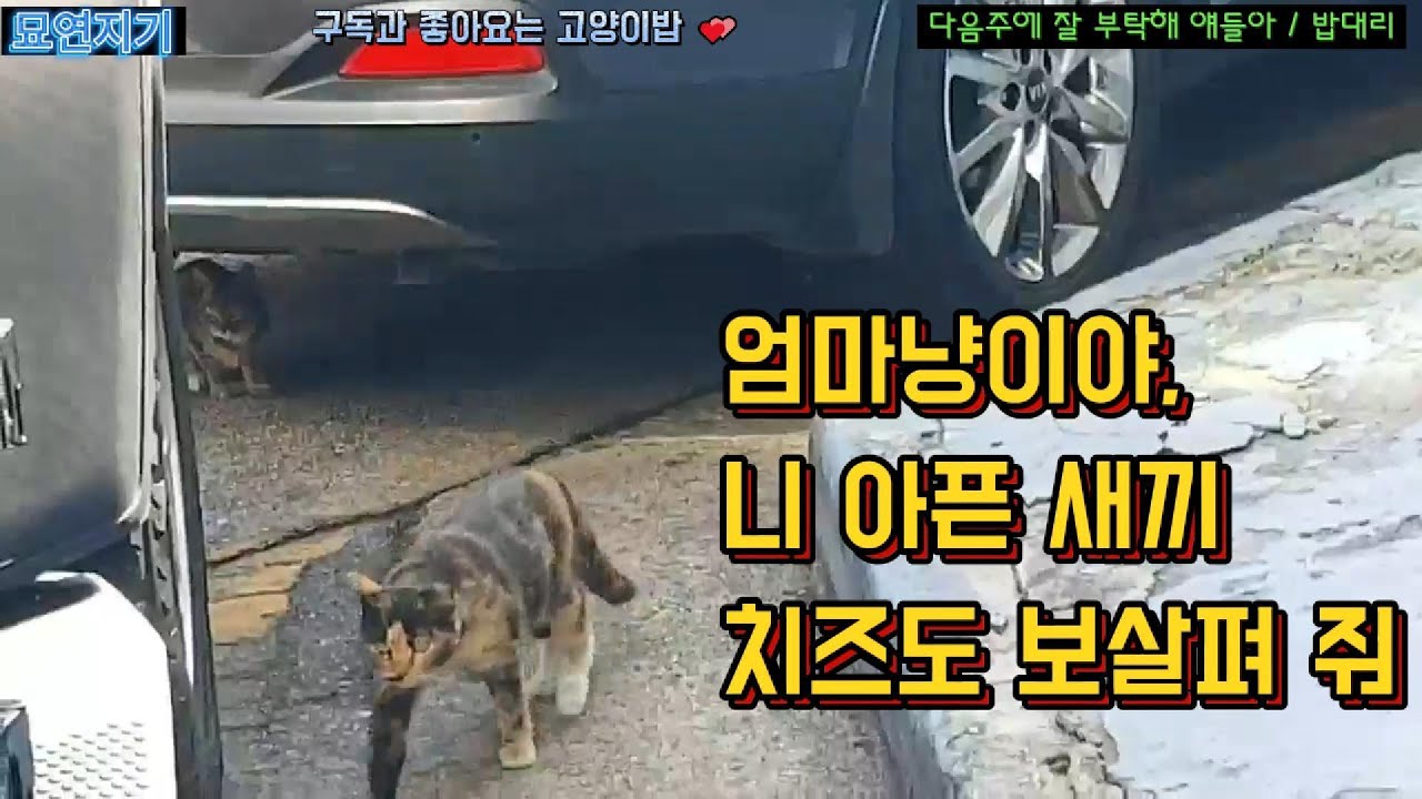 다음주에 잘 부탁해 네일샵 급식소 가족냥이들 #묘연지기 #고양이 #길냥이밥주기
