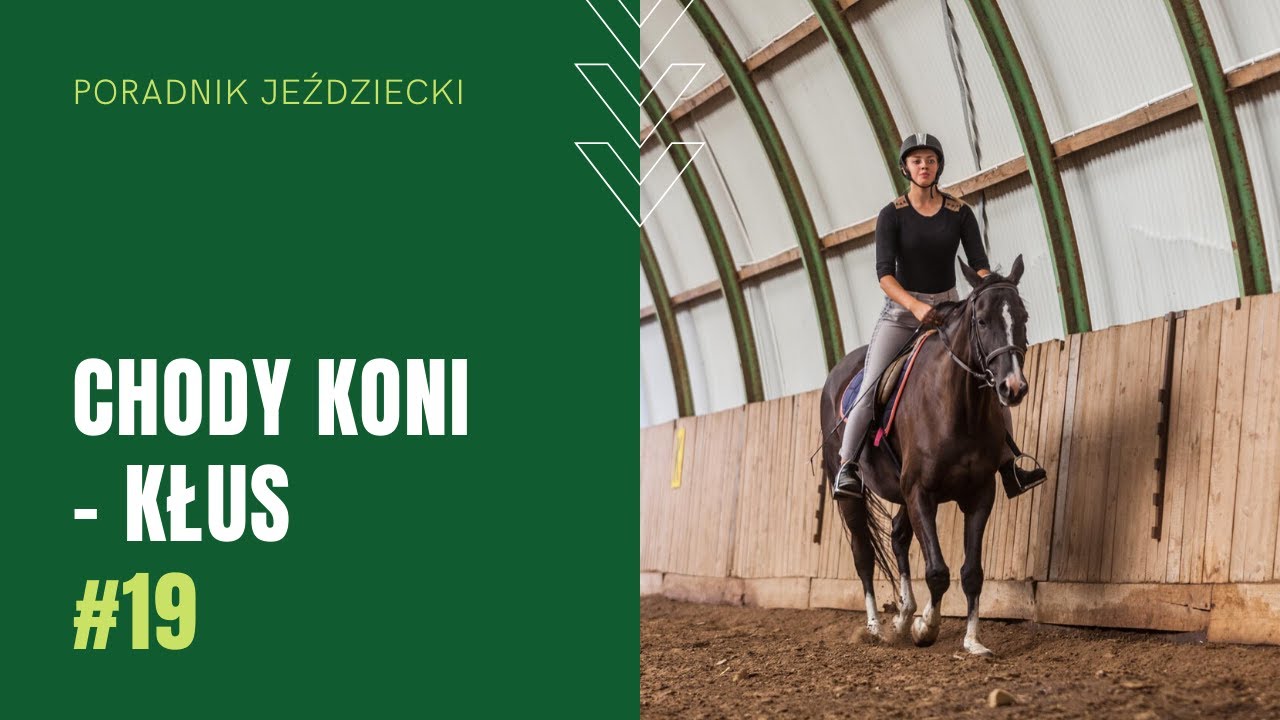 KŁUS - chody konia | Poradnik jeździecki #19