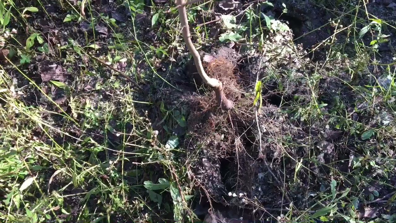 HOW TO TRANSPLANT FREE MAPLE TREES